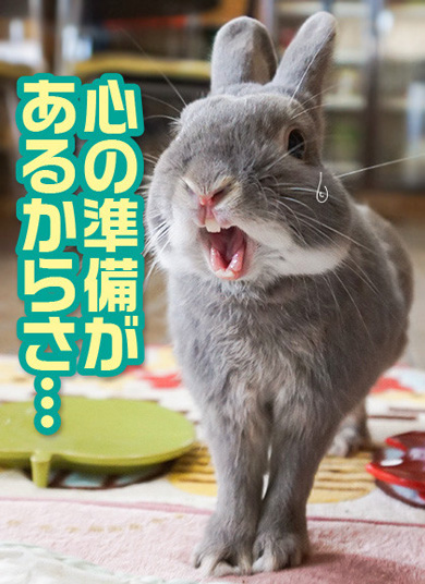 うさぎのふうた