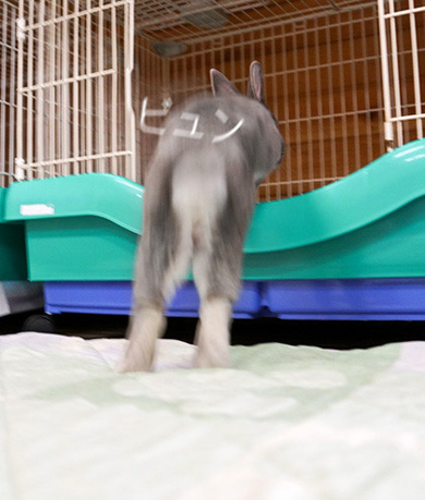 うさぎのふうた