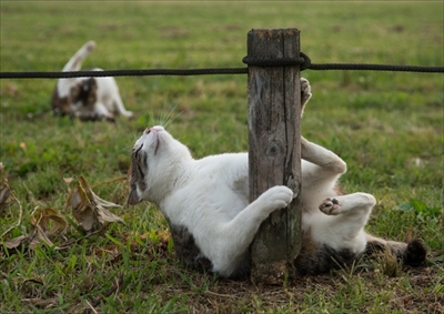 残念すぎるネコ　サイン会＆写真展