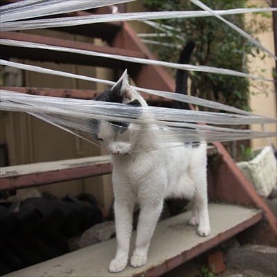 残念すぎるネコ　サイン会＆写真展