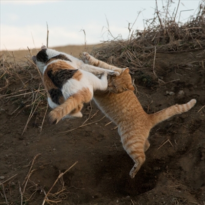 残念すぎるネコ　サイン会＆写真展