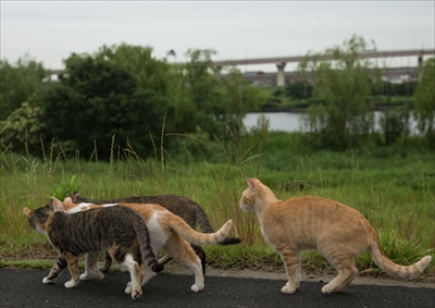 残念すぎるネコ　サイン会＆写真展