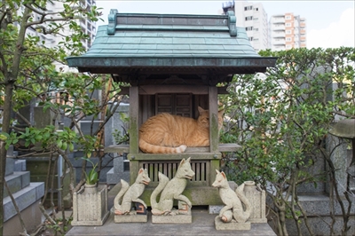 残念すぎるネコ　サイン会＆写真展