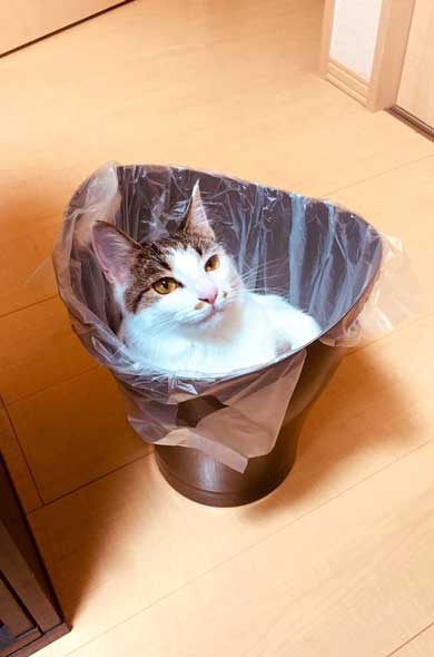 新しいごみ袋 飛び込んでくる 猫 満足げ ドヤ顔