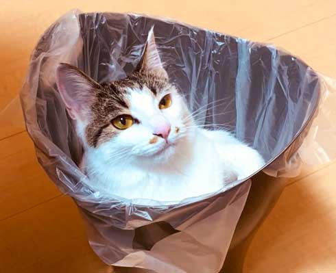 新しいごみ袋 飛び込んでくる 猫 満足げ ドヤ顔