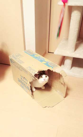 新しいごみ袋 飛び込んでくる 猫 満足げ ドヤ顔