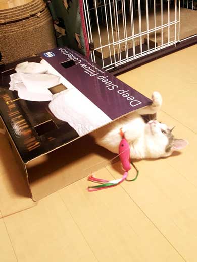新しいごみ袋 飛び込んでくる 猫 満足げ ドヤ顔