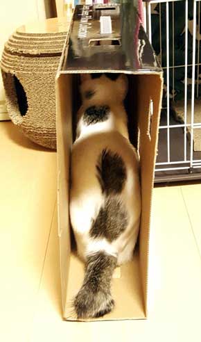 新しいごみ袋 飛び込んでくる 猫 満足げ ドヤ顔