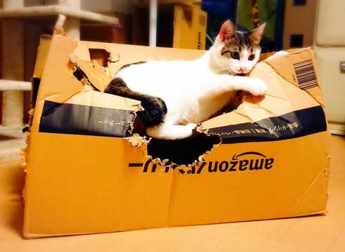 新しいごみ袋 飛び込んでくる 猫 満足げ ドヤ顔