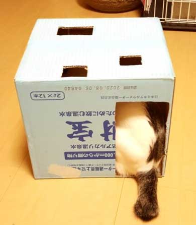 新しいごみ袋 飛び込んでくる 猫 満足げ ドヤ顔