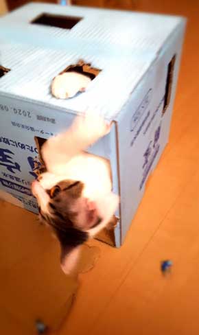 新しいごみ袋 飛び込んでくる 猫 満足げ ドヤ顔