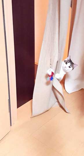 新しいごみ袋 飛び込んでくる 猫 満足げ ドヤ顔