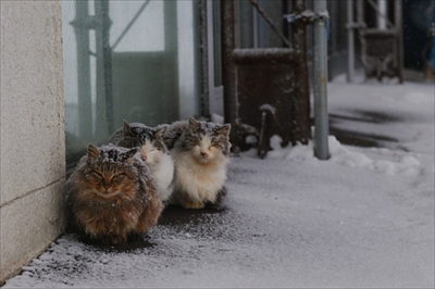 ゆきねこかべねこ写真展