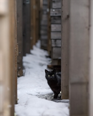 ゆきねこかべねこ写真展