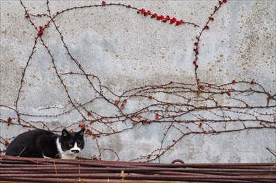 ゆきねこかべねこ写真展