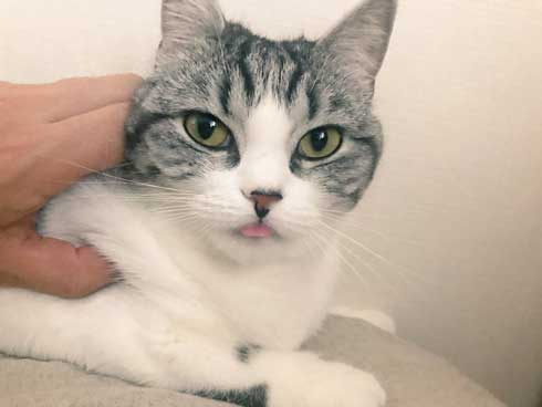 猫 オモチャ 飽きる 一歩手前 M.S.S Project eoheoh
