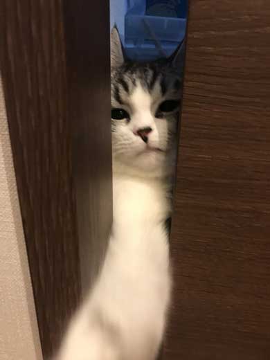 猫 オモチャ 飽きる 一歩手前 M.S.S Project eoheoh