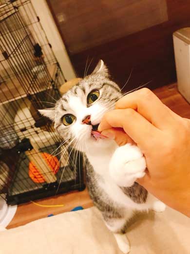 猫 オモチャ 飽きる 一歩手前 M.S.S Project eoheoh