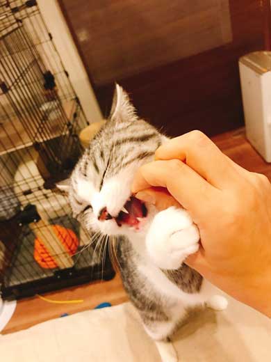 猫 オモチャ 飽きる 一歩手前 M.S.S Project eoheoh