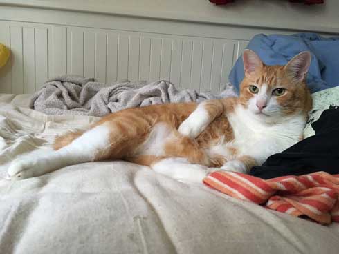 裸婦像 ポーズ 猫