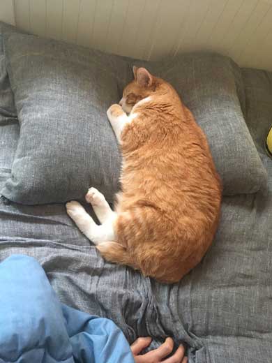 裸婦像 ポーズ 猫