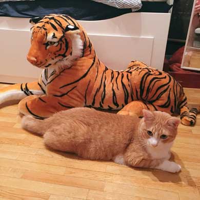 裸婦像 ポーズ 猫