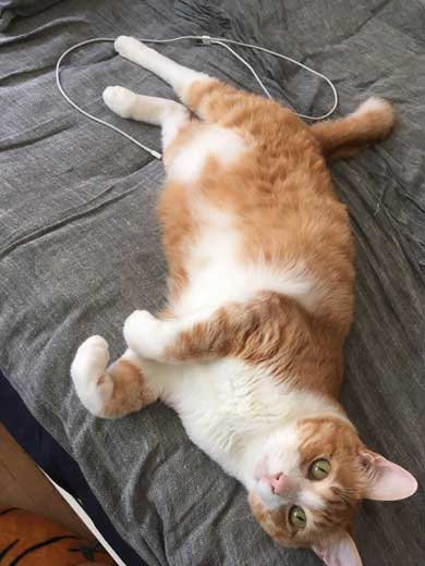 裸婦像 ポーズ 猫