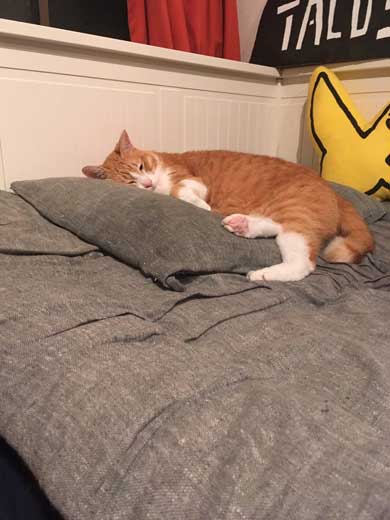 裸婦像 ポーズ 猫