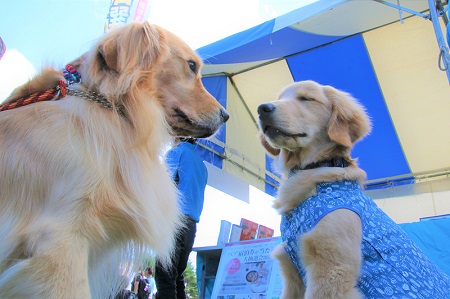こー君　ドッグフェス