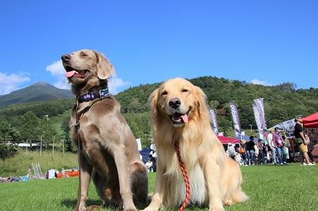 こー君　ドッグフェス