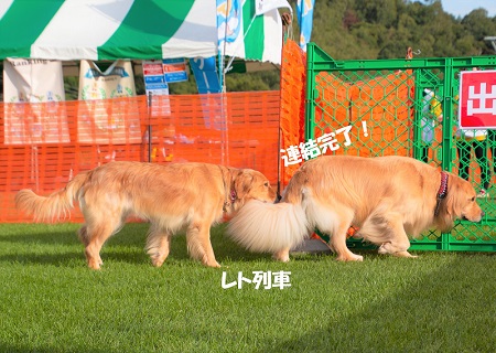 こー君　ドッグフェス