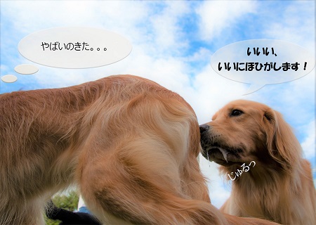 こー君　ドッグフェス