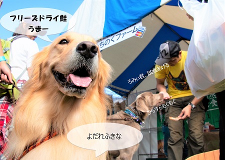 こー君　ドッグフェス