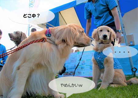 こー君　ドッグフェス