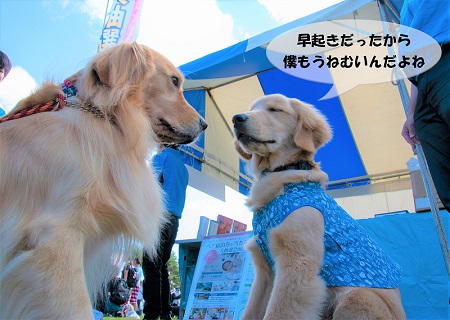 こー君　ドッグフェス