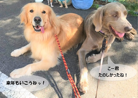 こー君　ドッグフェス