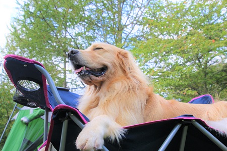 こー君　ドッグフェス