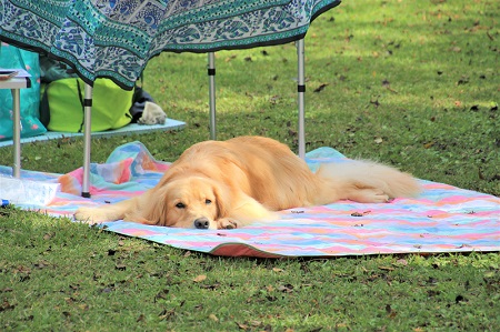 こー君　ドッグフェス
