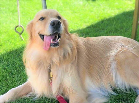 こー君　ドッグフェス