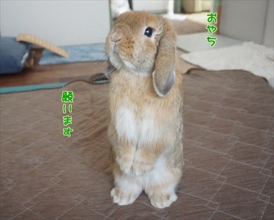 もんじももじじ