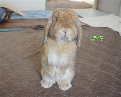 もんじももじじ