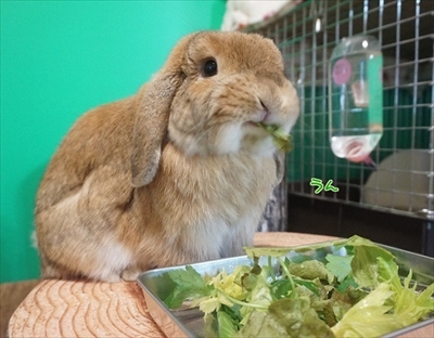 もんじももじじ