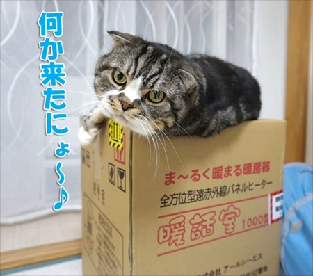 なめネコれおくんピーチくん