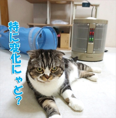 なめネコれおくんピーチくん
