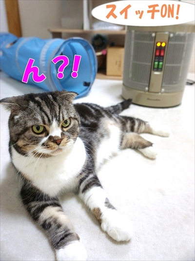 なめネコれおくんピーチくん