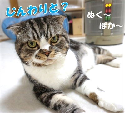 なめネコれおくんピーチくん