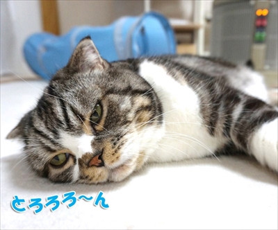 なめネコれおくんピーチくん