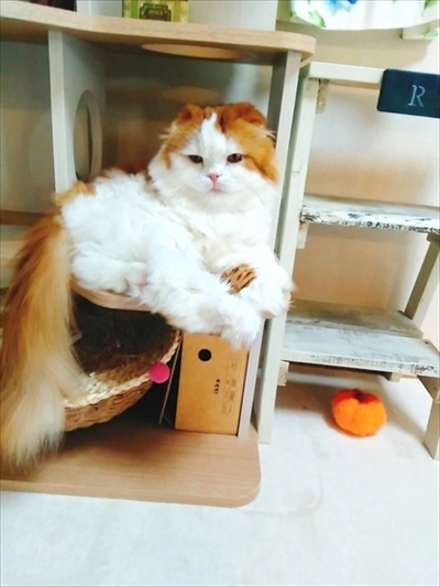 なめネコれおくんピーチくん