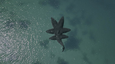 シックスヘッド・ジョーズ サメ映画 多頭サメ マーク・アトキンス