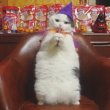 上手にちゅ〜る レーズン君